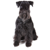 Schnauzer